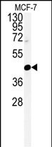 Western blot analysis of CENPN Antibody (C-term) (Cat. #AP4913b) in MCF-7 cell line lysates (35ug/lane).CENPN (arrow) was detected using the purified Pab.