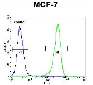 FC - DC13 Antibody (N-term) AP4915a