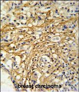 IHC-P - DC13 Antibody (N-term) AP4915a