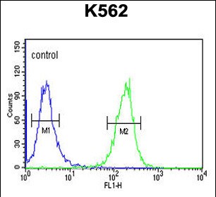 FC - SE6L2 Antibody (C-term) AP4937B