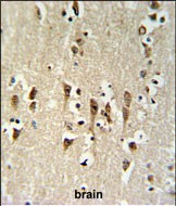 IHC-P - KCTD1 Antibody (C-term) AP4955b