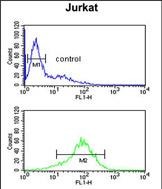 FC - ANR49 Antibody (Center) AP4966c