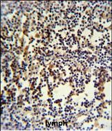 IHC-P - ANR49 Antibody (Center) AP4966c