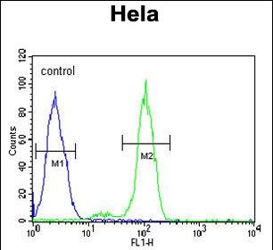 FC - PTPLB Antibody (C-term) AP4975b