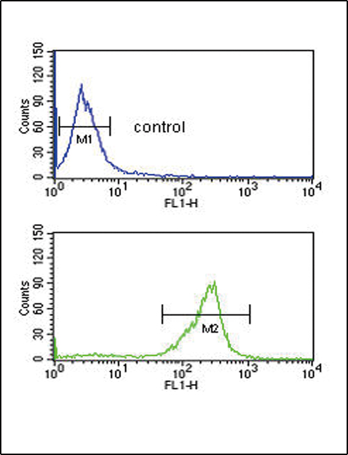 FC - ADM Antibody (Center) AP5006C