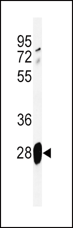 Western blot analysis of ADM Antibody (Center) (Cat. #AP5006c) in mouse lung tissue lysates (35ug/lane).ADM (arrow) was detected using the purified Pab.