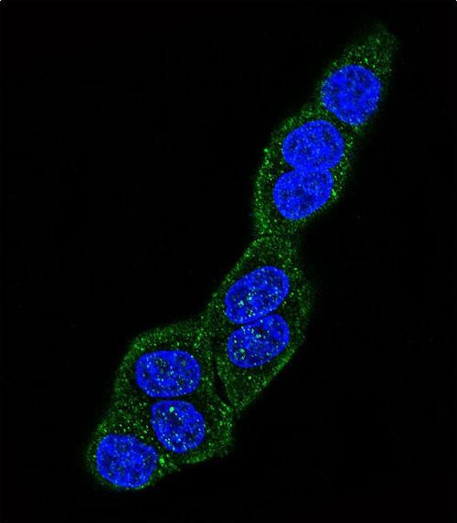 Confocal immunofluorescent analysis of HSPA5 Antibody (Center)(Cat#AP5041c) with Hela cell followed by Alexa Fluor 488-conjugated goat anti-rabbit lgG (green).DAPI was used to stain the cell nuclear (blue).