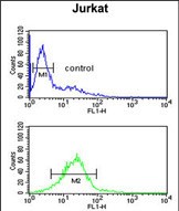 FC - LIMD2 Antibody (N-term) AP5051a