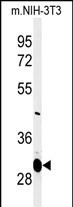 Western blot analysis of MAGT1 Antibody (N-term) (Cat. #AP5056a) in mouse NIH-3T3 cell line lysates (35ug/lane).MAGT1 (arrow) was detected using the purified Pab.