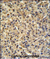 IHC-P - TPRGL Antibody  (N-term) AP5083a