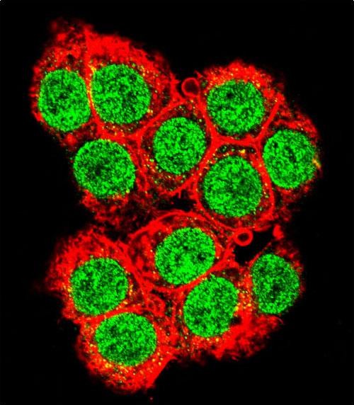 Confocal immunofluorescent analysis of XRCC6 Antibody (C-term)(Cat#AP5089b) with 293 cell followed by Alexa Fluor 488-conjugated goat anti-rabbit lgG (green). Actin filaments have been labeled with Alexa Fluor 555 phalloidin (red).