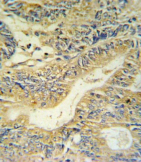 IHC-P - PYY Antibody (C-term) AP5103B