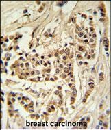 IHC-P - TTPAL Antibody (C-term) AP5164b