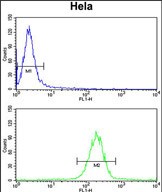 FC - KIAA1529 Antibody (C-term) AP5165b