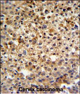 IHC-P - KIAA1529 Antibody (C-term) AP5165b