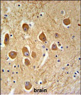 IHC-P - SAMD9L Antibody (C-term) AP5166B