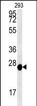 PRDX6 Antibody (Center) (Cat.#AP2927c) western blot analysis in 293 cell line lysates (35ug/lane).This demonstrates the PRDX6 antibody detected the PRDX6 protein (arrow).