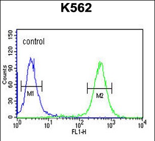 FC - ATP4B Antibody (N-term) AP5181a