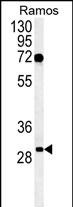 Western blot analysis of C19orf63 Antibody (N-term) (Cat. #AP5188a) in Ramos cell line lysates (35ug/lane).C19orf63 (arrow) was detected using the purified Pab.