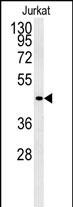 Western blot analysis of FFAR3 Antibody (C-term) (Cat. #AP5222b) in Jurkat cell line lysates (35ug/lane).FFAR3 (arrow) was detected using the purified Pab.