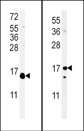 (LEFT)Western blot analysis of IL4 Antibody (C-term) (Cat. #AP5241b) in WiDr cell line lysates (35ug/lane).IL4 (arrow) was detected using the purified Pab.(RIGHT)Western blot analysis of IL4 Antibody (C-term) (Cat. #AP5241b) in mouse cerebellum cell line lysates (35ug/lane).IL4(arrow) was detected using the purified Pab.
