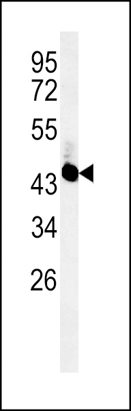 WB - UBAC2 Antibody  (N-term) AP5292a