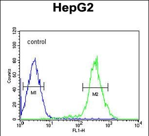 FC - YLAT2 Antibody  (C-term) AP5300b