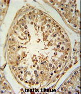 IHC-P - ZBTB5 Antibody  (N-term) AP5302a