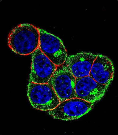 Confocal immunofluorescent analysis of CCND1-Y226 Antibody(Cat#AP5314d) with Hela cell followed by Alexa Fluor 488-conjugated goat anti-rabbit lgG (green). Actin filaments have been labeled with Alexa Fluor 555 phalloidin (red).DAPI was used to stain the cell nuclear (blue).