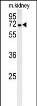 GNE Antibody (C-term) (Cat. #AP5318b) western blot analysis in mouse kidney tissue lysates (35ug/lane).This demonstrates the GNE antibody detected GNE protein (arrow).