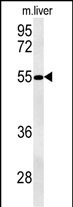 WB - NPAL3 Antibody (N-term) AP5321a