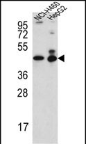 ACTL6B Antibody (N-term) (Cat. #AP5327a) western blot analysis in NCI-H460,HepG2 cell line lysates (35ug/lane).This demonstrates the ACTL6B antibody detected the ACTL6B protein (arrow).