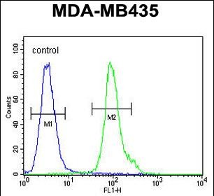 FC - NPM3 Antibody (N-term) AP5335a