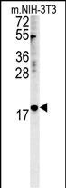 WB - NPM3 Antibody (N-term) AP5335a