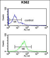 FC - EIF3G Antibody (Center) AP5342c