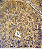 IHC-P - EIF3G Antibody (Center) AP5342c