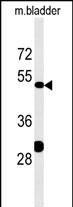WB - KLC3 Antibody (Center) AP5349C