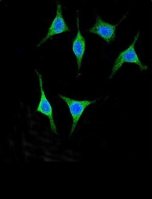 Confocal immunofluorescent analysis of AMY2A Antibody (C-term)(Cat. #AP5415b) with 293 cell followed by Alexa Fluor� 488-conjugated goat anti-rabbit lgG (green). DAPI was used to stain the cell nuclear (blue).