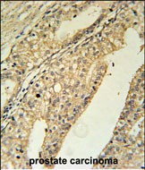 IHC-P - TMEM134 Antibody (N-term) AP5460a
