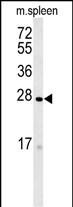 WB - TMEM134 Antibody (N-term) AP5460a