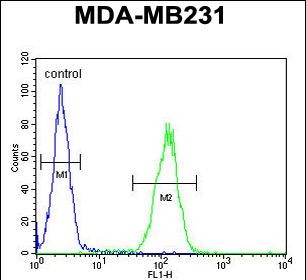 FC - PRB2 Antibody (C-term) AP5480b