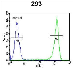 FC - FLJ11506 Antibody (C-term) AP5483b