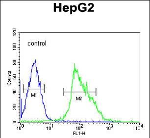 FC - USP17L24 Antibody (C-term) AP5491b