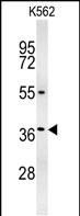 GLP1 Antibody (Center) (Cat.#AP5500c) western blot analysis in K562 cell line lysates (35ug/lane).This demonstrates the GLP1 antibody detected the GLP1 protein (arrow).