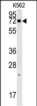 AAA1 Antibody  (C-term) (Cat.#AP5508b) western blot analysis in K562 cell line lysates (35ug/lane).This demonstrates the AAA1 antibody detected the AAA1 protein (arrow).