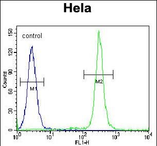 FC - TM165 Antibody  (N-term) AP5509A