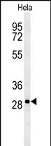 WB - TM165 Antibody  (N-term) AP5509A