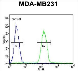 FC - PHLPP2 Antibody (C-term) AP7799B