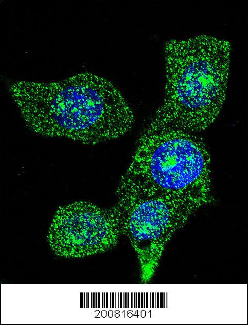 Confocal immunofluorescent analysis of ACOX1 Antibody (Cat#AM1847b) with Hela cell followed by Alexa Fluor� 488-conjugated goat anti-mouse lgG (green). DAPI was used to stain the cell nuclear (blue).