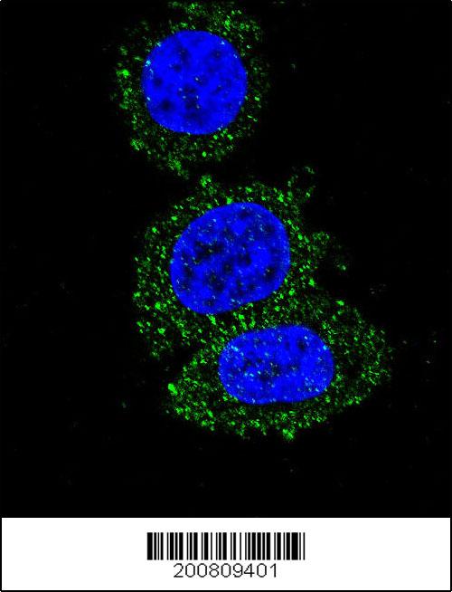 Confocal immunofluorescent analysis of AKT2 Antibody (Cat#AM1848b) with Hela cell followed by Alexa Fluor� 488-conjugated goat anti-mouse lgG (green). DAPI was used to stain the cell nuclear (blue).